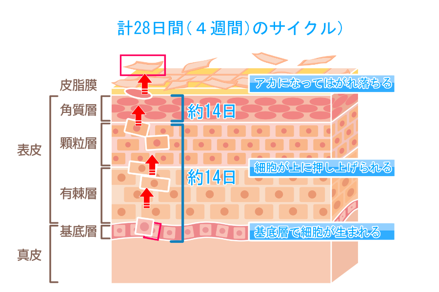 角栓ができる仕組み