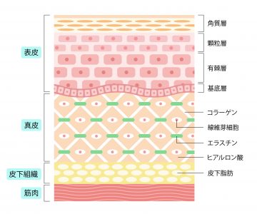 肌の構造