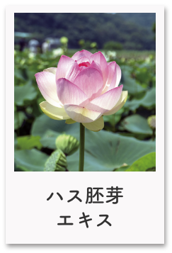 ハス胚芽エキス*4